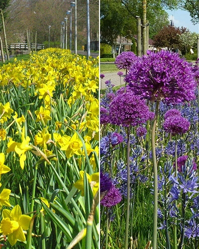 Volendam - 2 phases.jpg